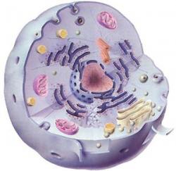 Стволовы клетки в медицине